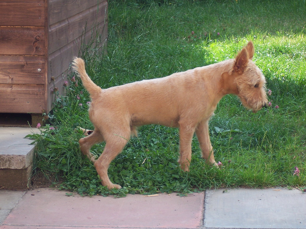 Can You Cut A Male / Female Dog's Pee Hair 