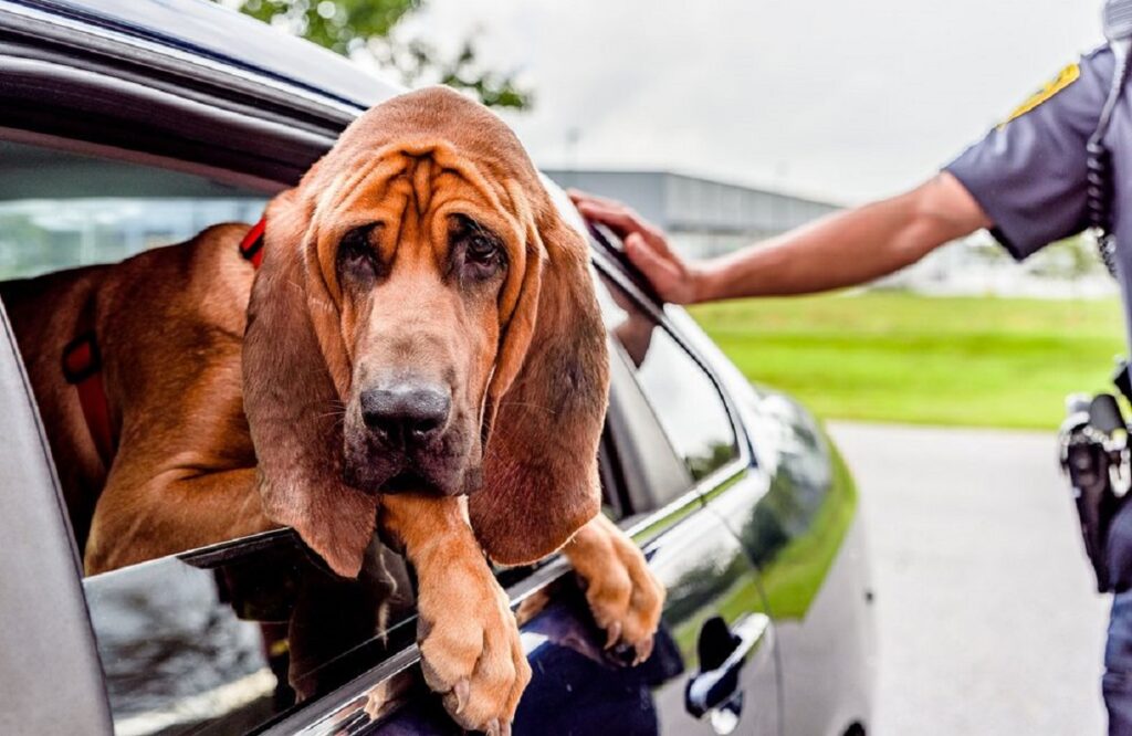 Is It Illegal To Leave A Dog in A Car 