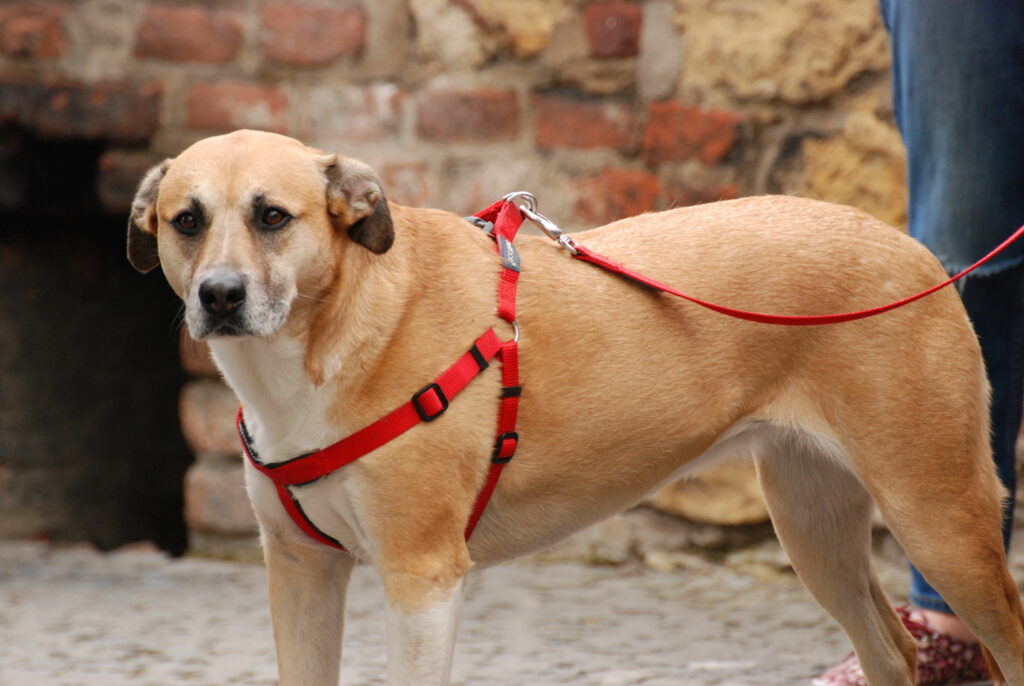 How To Secure A Dog In A Car With Leash