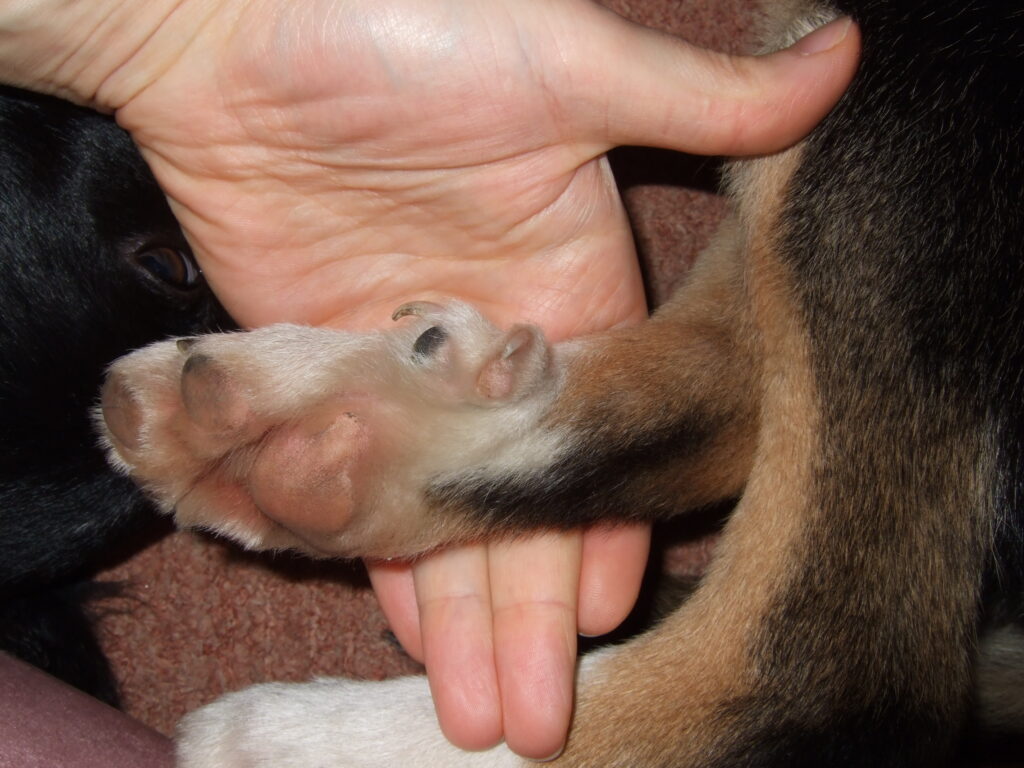 How To Cut Dogs Overgrown Nails 