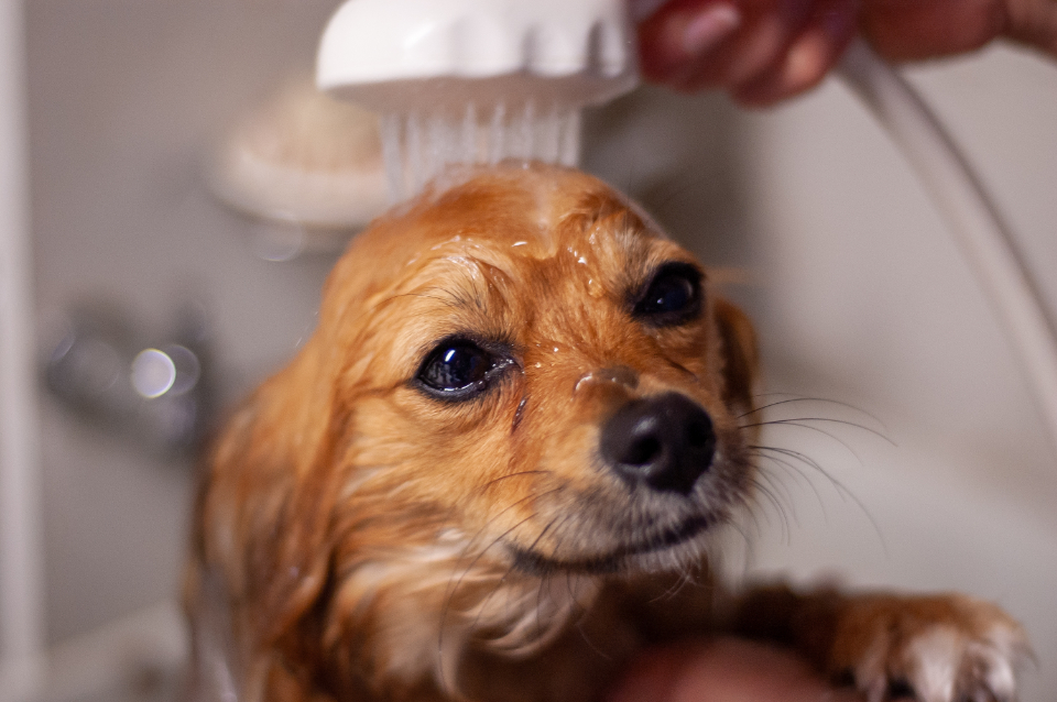 How To Remove Dog Hair From Car