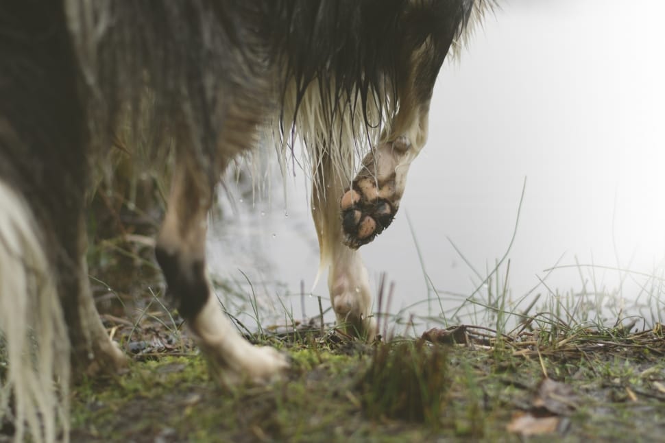 When To Stop Cutting Black Dog Nails 