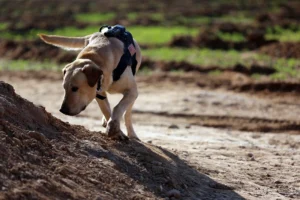 How To Avoid Cutting Dog Whiskers