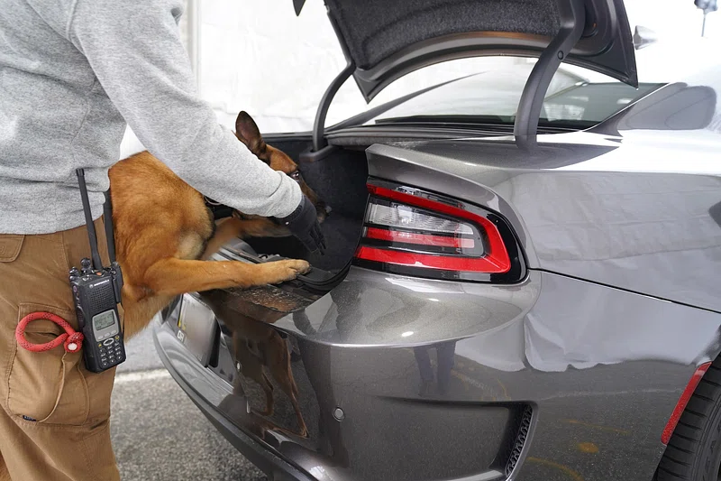 How To Remove Dog Hair From Car