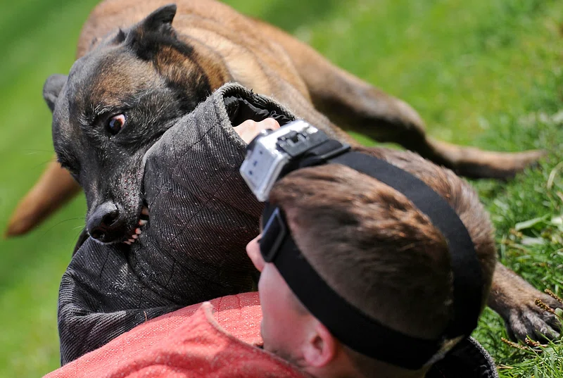 How To Avoid Cutting Dog Whiskers 