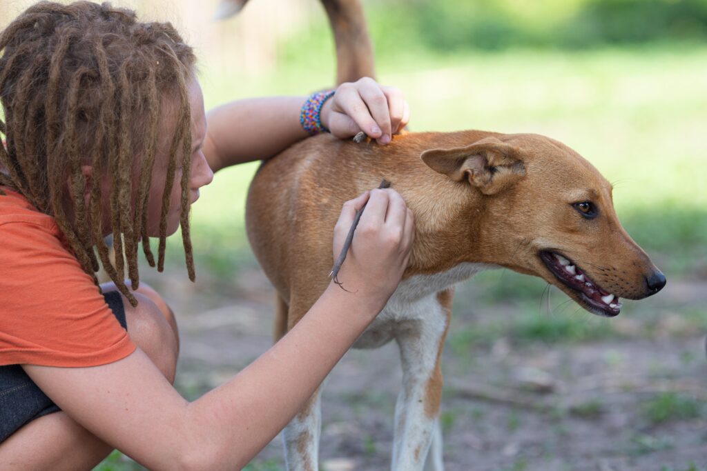 Do Vets Cut Dog Nails 