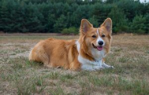 Can You Cut A Dog's Hair With Human Clippers