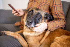 How To Remove Dog Hair From Car