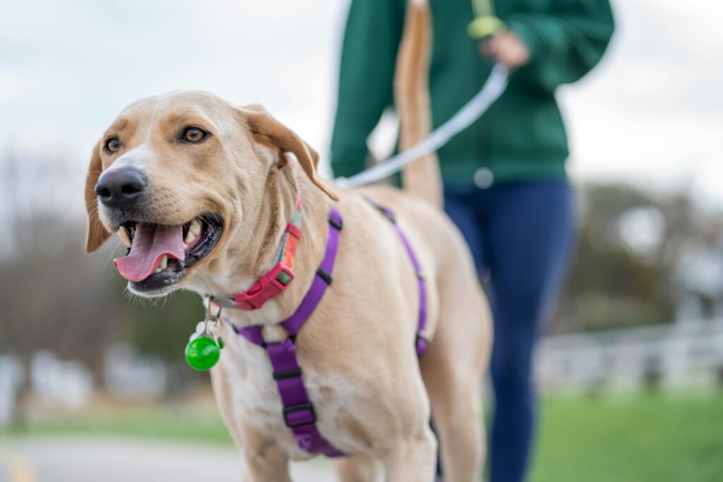 How To Secure A Dog In A Car With Leash