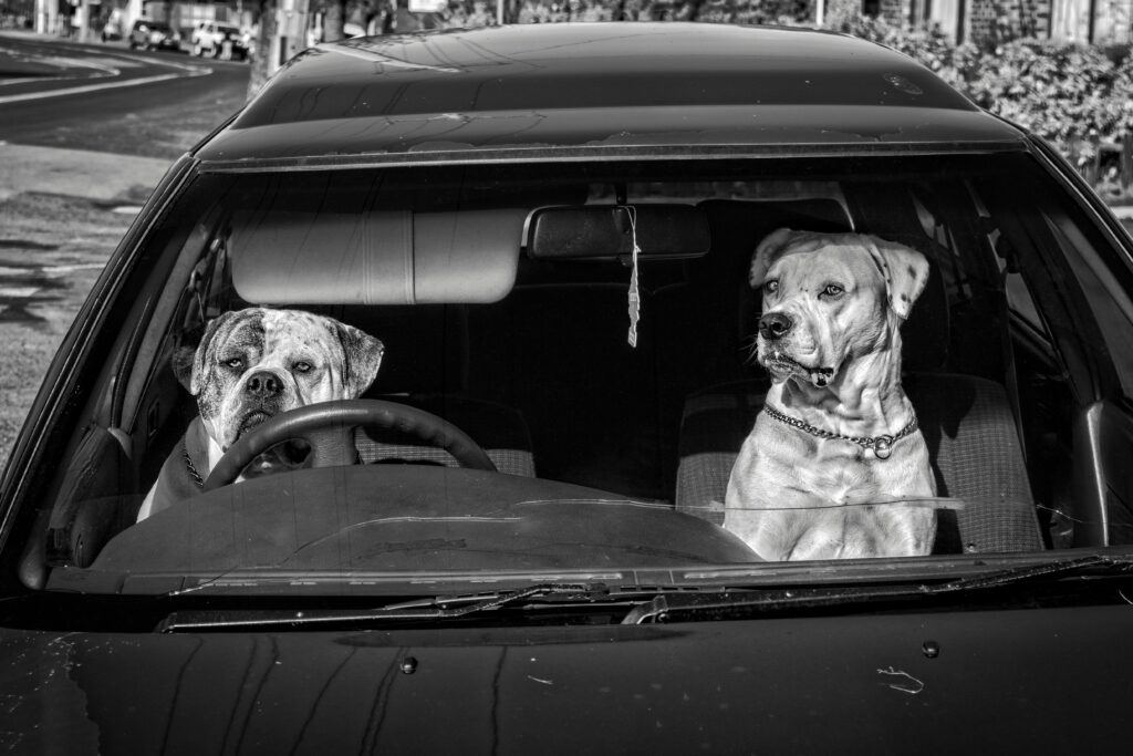 how many dogs die in car accidents