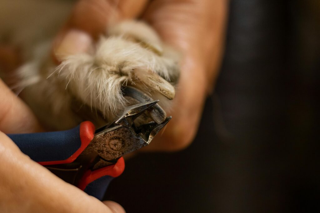 How to cut shop dog's nails without clippers