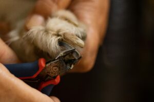 How To Cut Dog's Nails Without Clippers