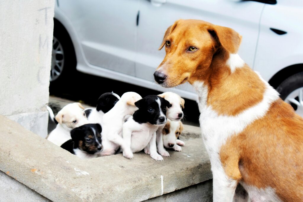 Why Do Dogs Whine In The Car