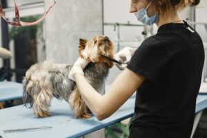 Can You Cut A Male / Female Dog's Pee Hair