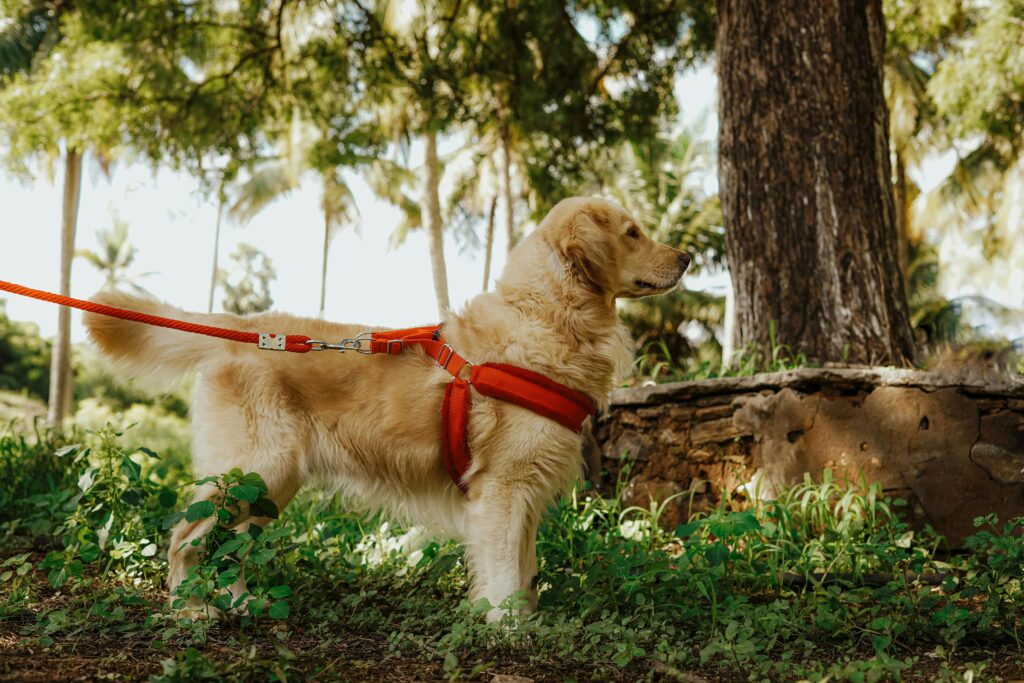 How To Secure A Dog In A Car With Leash