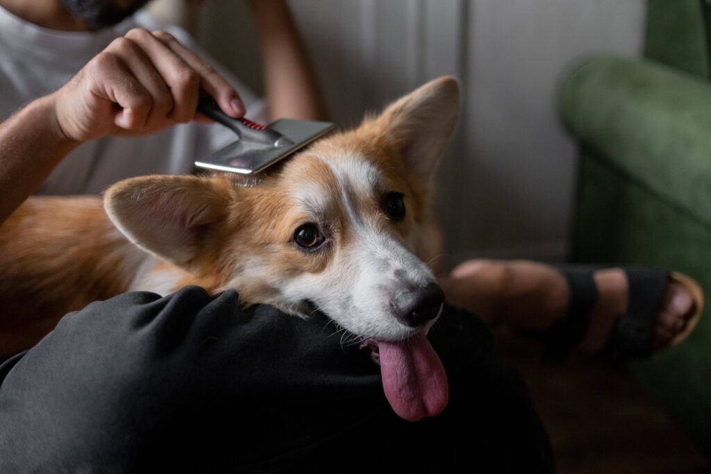 How To Cut Curled Dog Nails 