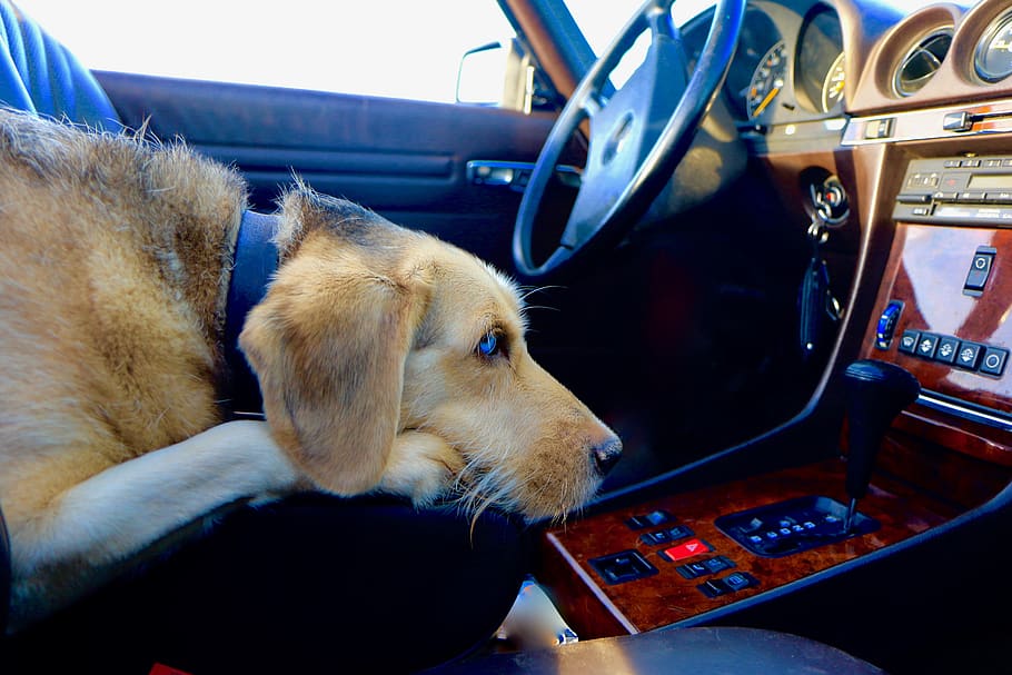 How To Calm A Dog In Car