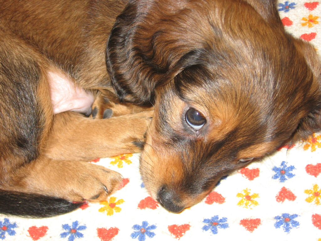 Can You Cut A Dog's Hair With Human Clippers 