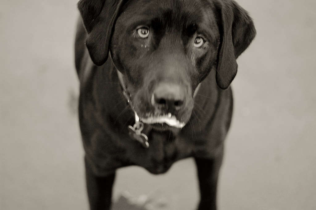 Why Do Dogs Slobber In The Car 