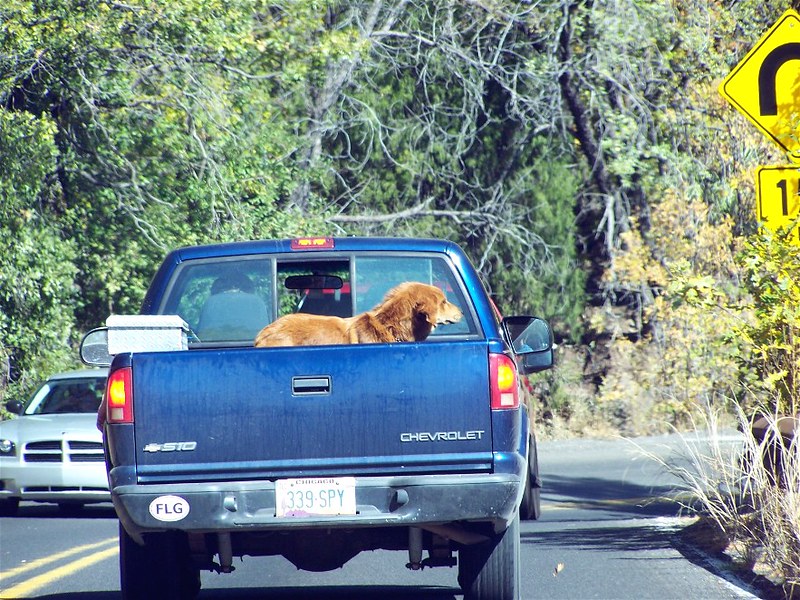 What Happens If You Hit A Dog With Your Car