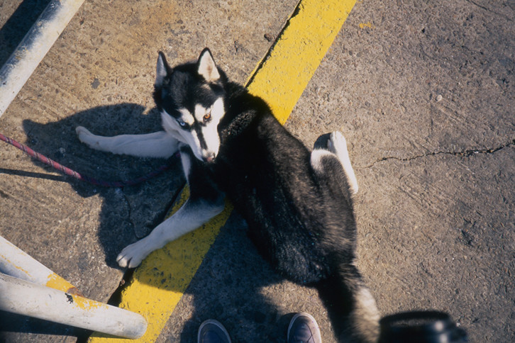 How To Get Dog Scratches Off Car