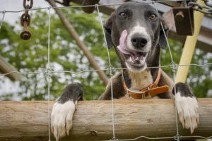 How To Secure A Dog Crate In A Car