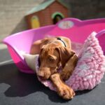 Is Natural Care Shampoo Good For Dogs ?