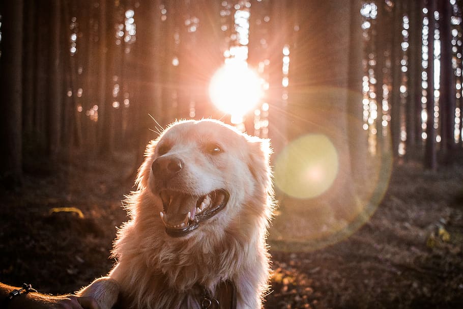 How To Stop Dogs From Chasing Cars 