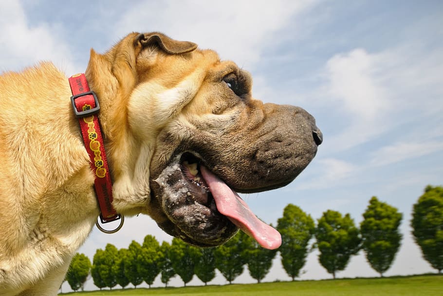 Why Do Dogs Slobber In The Car 