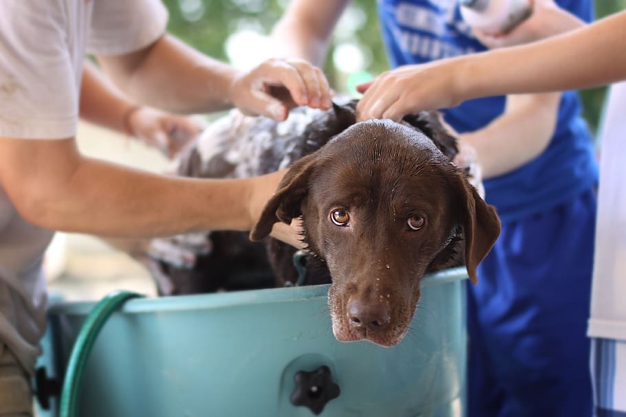 Is Natural Care Shampoo Good For Dogs