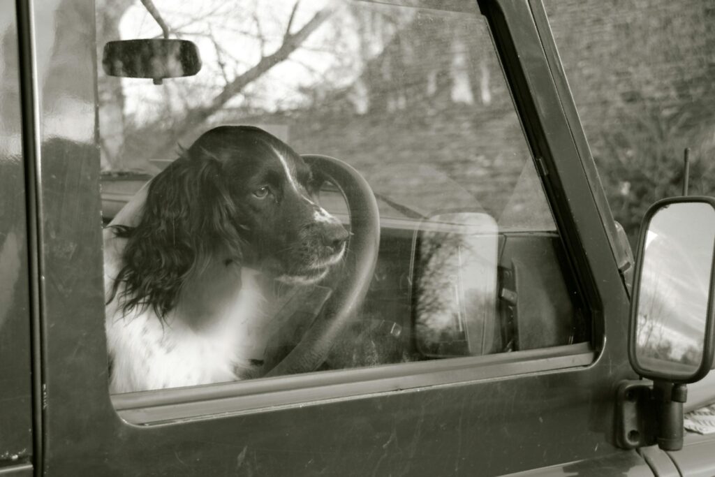 How To Get Dog Scratches Off Car