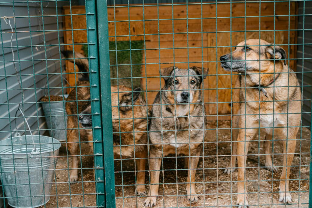 How To Secure A Dog Crate In A Car 