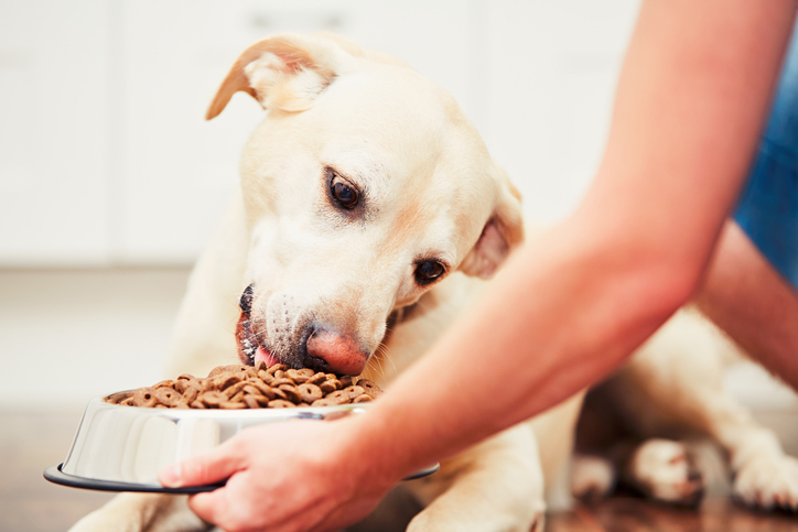 Best Dog Food For Dogs With Skin Allergies