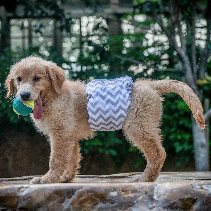 Belly Bands For Male Dogs