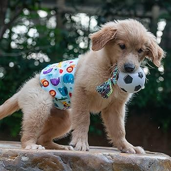 Belly Bands For Male Dogs