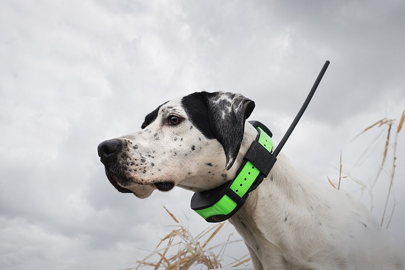 Best Shock Collar For Large Dogs