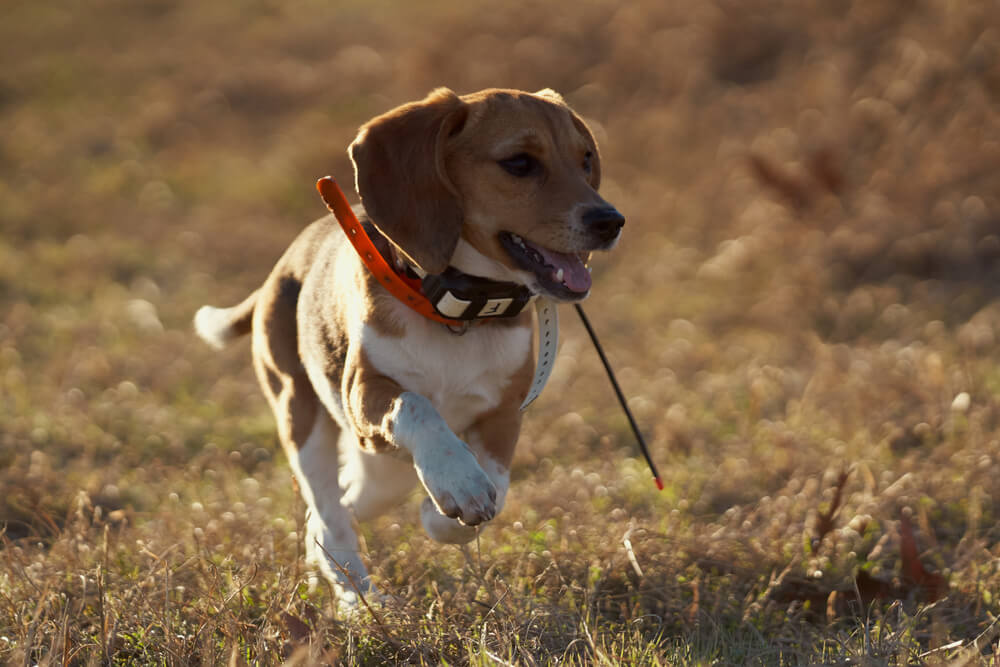 Best Shock Collar For Large Dogs