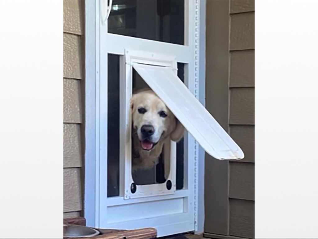 Dog Screen Doors