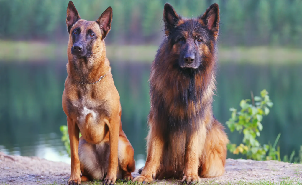 Dog Breeds that look like German Shepherds