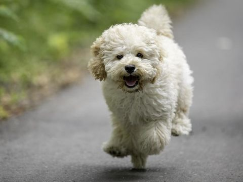 Mini Poodle Mixes