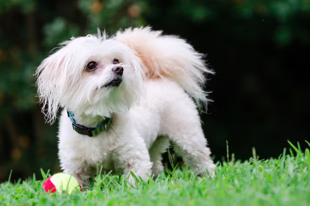 Mini Poodle Mixes