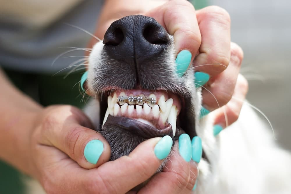 Underbite Dogs