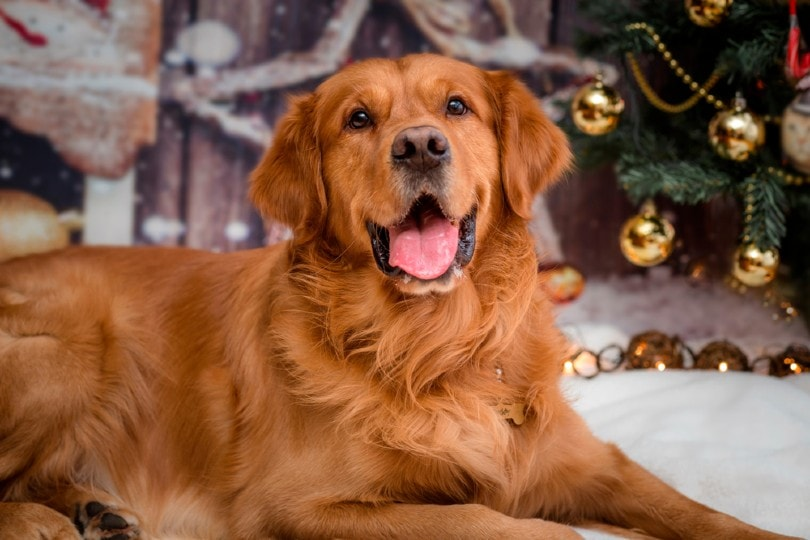 Red Color Golden Retriever