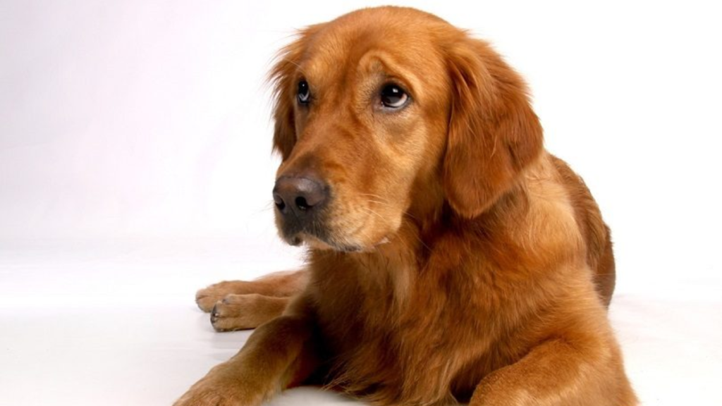 Red Color Golden Retriever