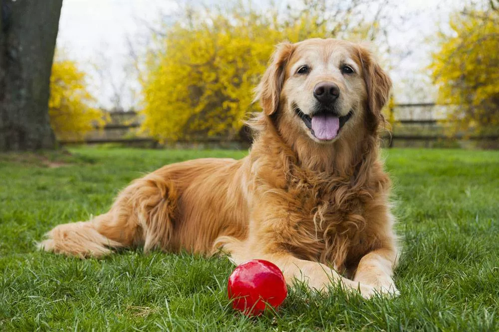 Red Color Golden Retriever