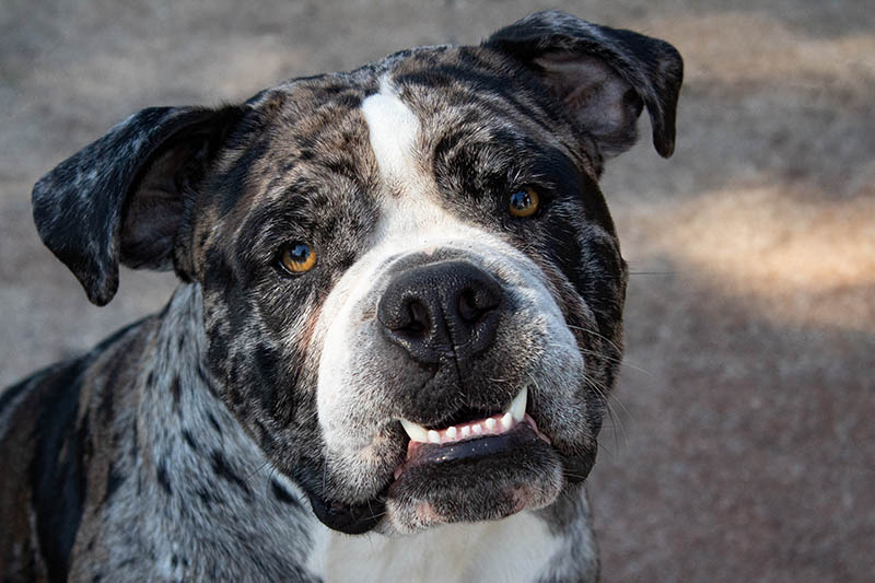 Underbite Dogs