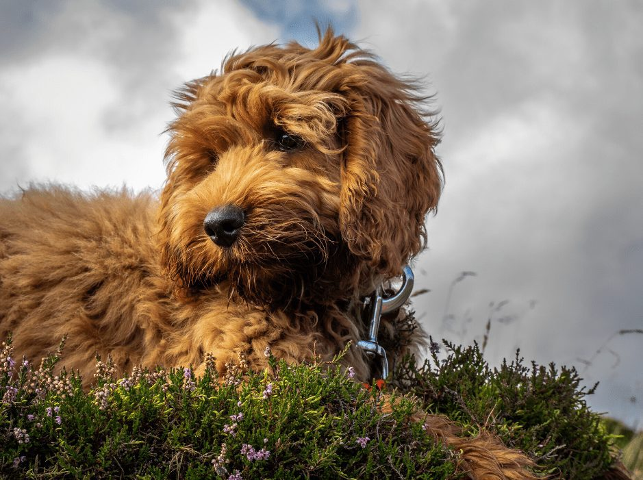 Small Poodle Mix