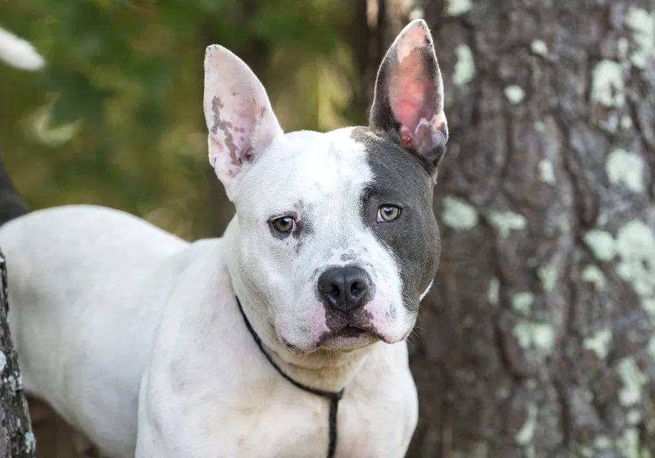 Bull Dog Pit Mix