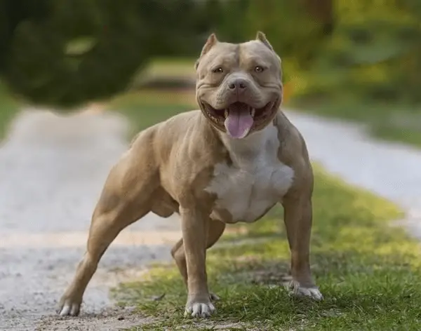 Bull Dog Pit Mix