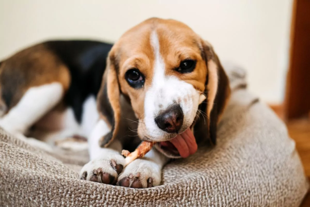 Treats For Dogs With Kidney Disease